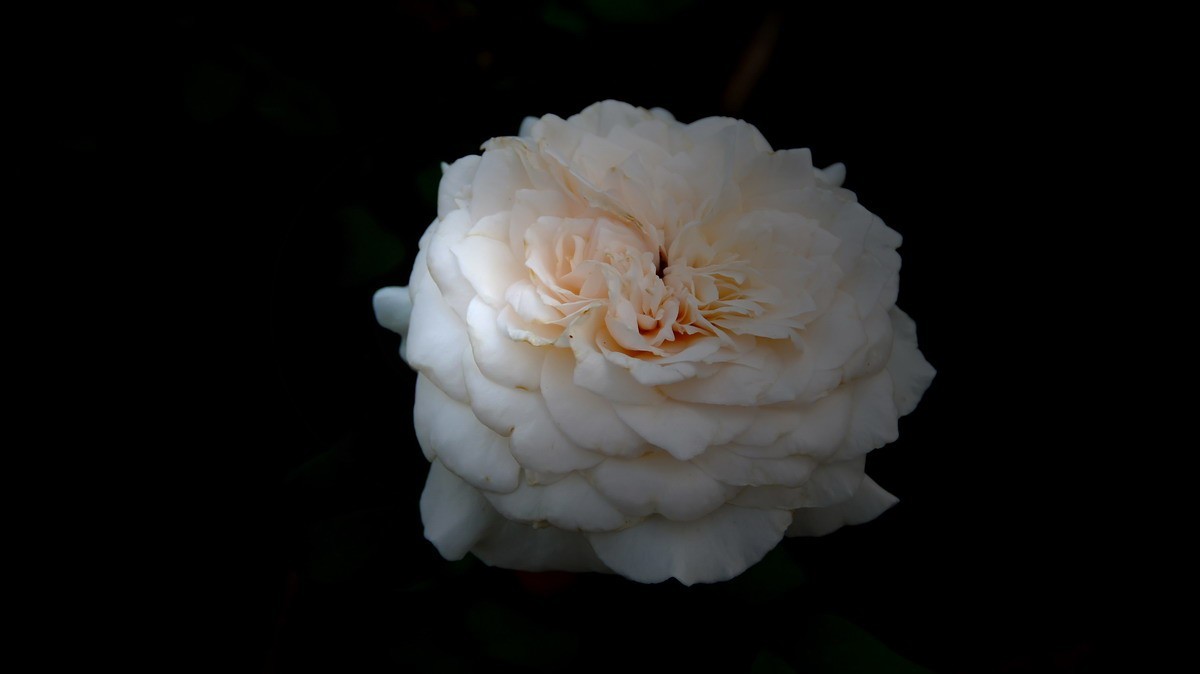 射干、金叶莸、紫薇、马鞭草、孔雀草、锦鲤、各色小月季