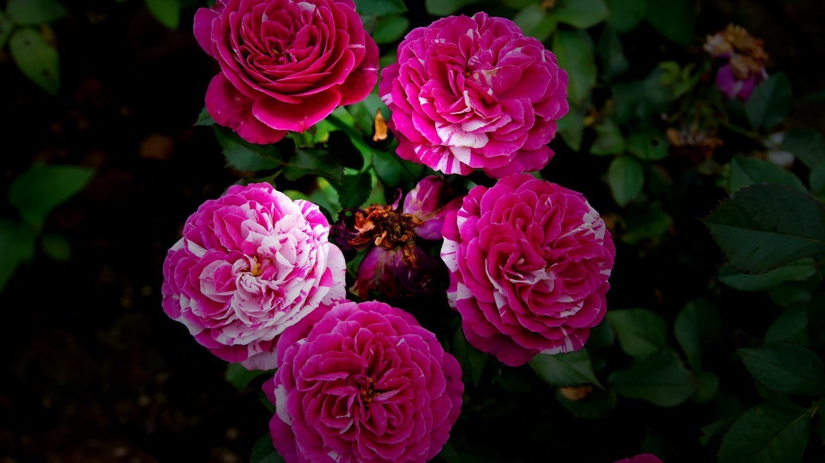 射干、金叶莸、紫薇、马鞭草、孔雀草、锦鲤、各色小月季