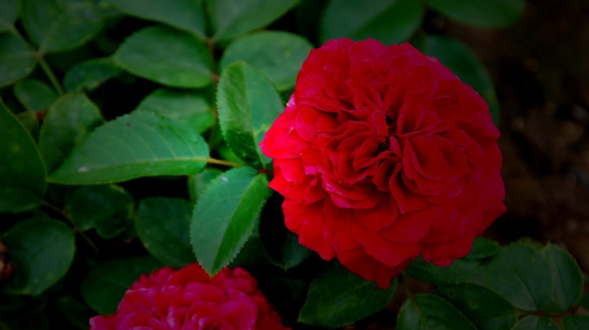 射干、金叶莸、紫薇、马鞭草、孔雀草、锦鲤、各色小月季