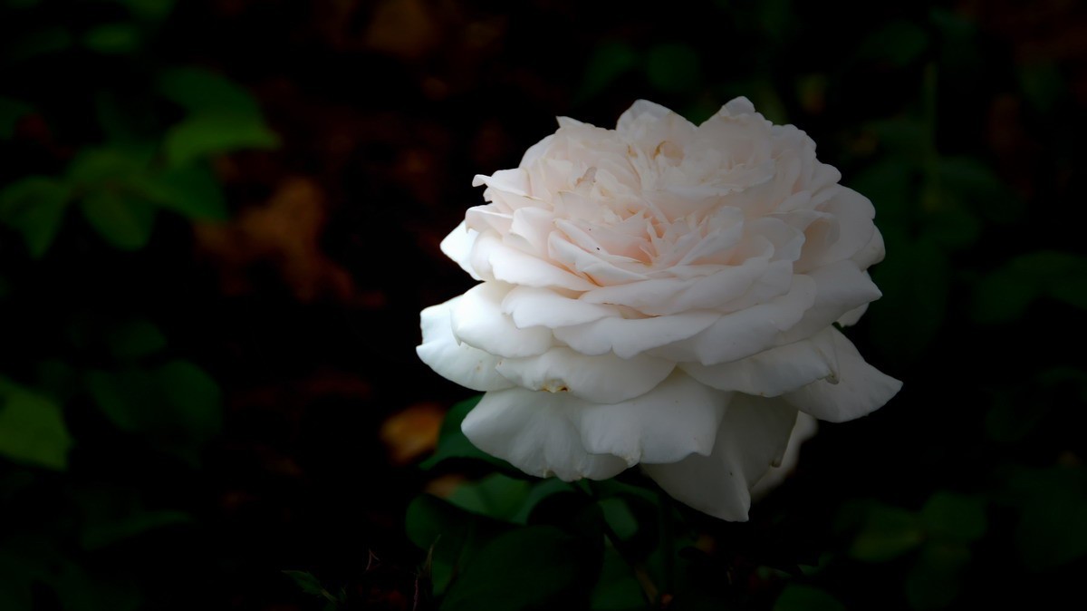 射干、金叶莸、紫薇、马鞭草、孔雀草、锦鲤、各色小月季