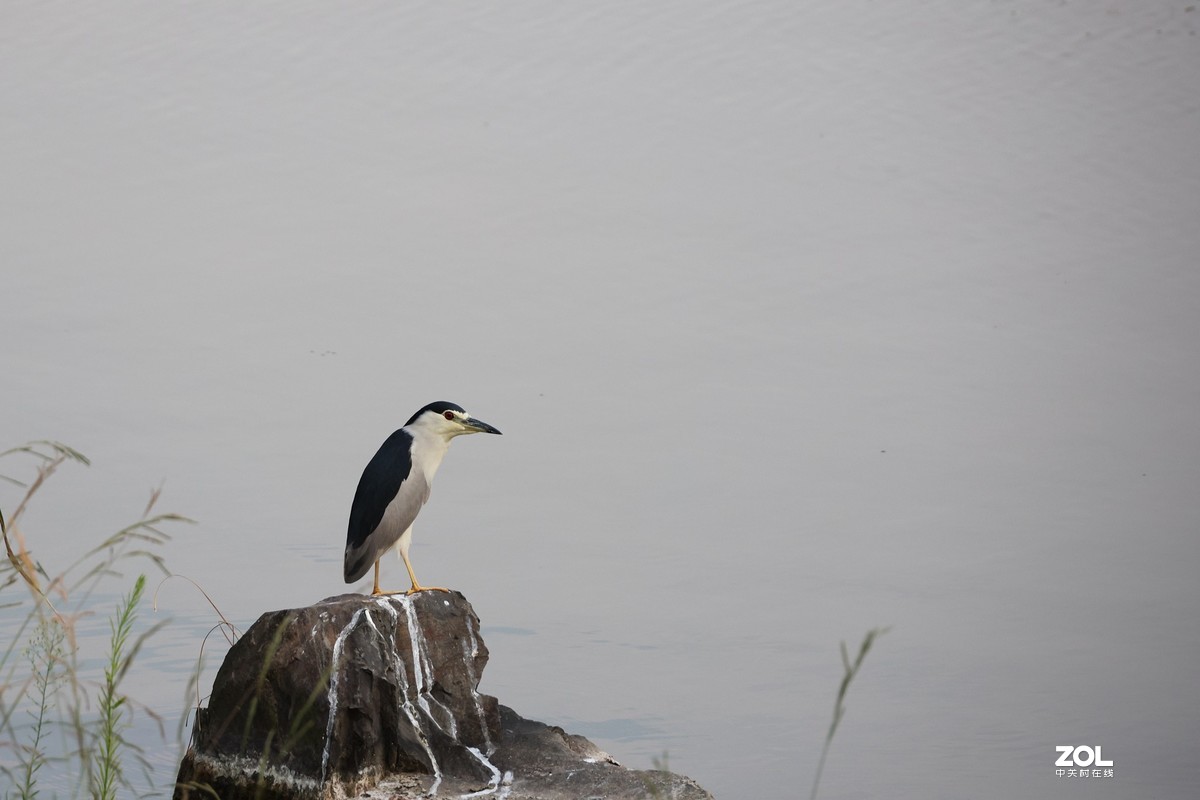 RF24-240 公园小试一回镜头