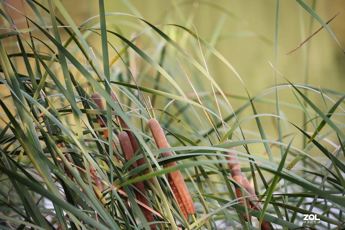 RF24-240 公园小试一回镜头