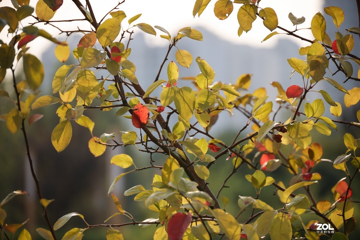 RF24-240 公园小试一回镜头