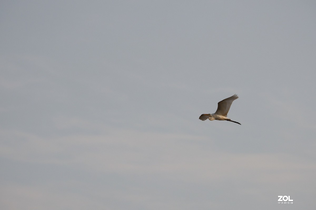 RF24-240 公园小试一回镜头