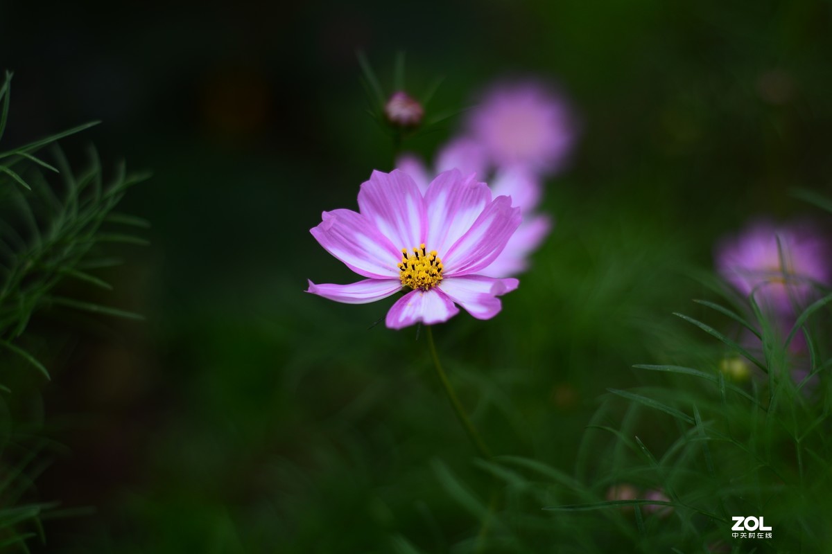 50花的样子图片