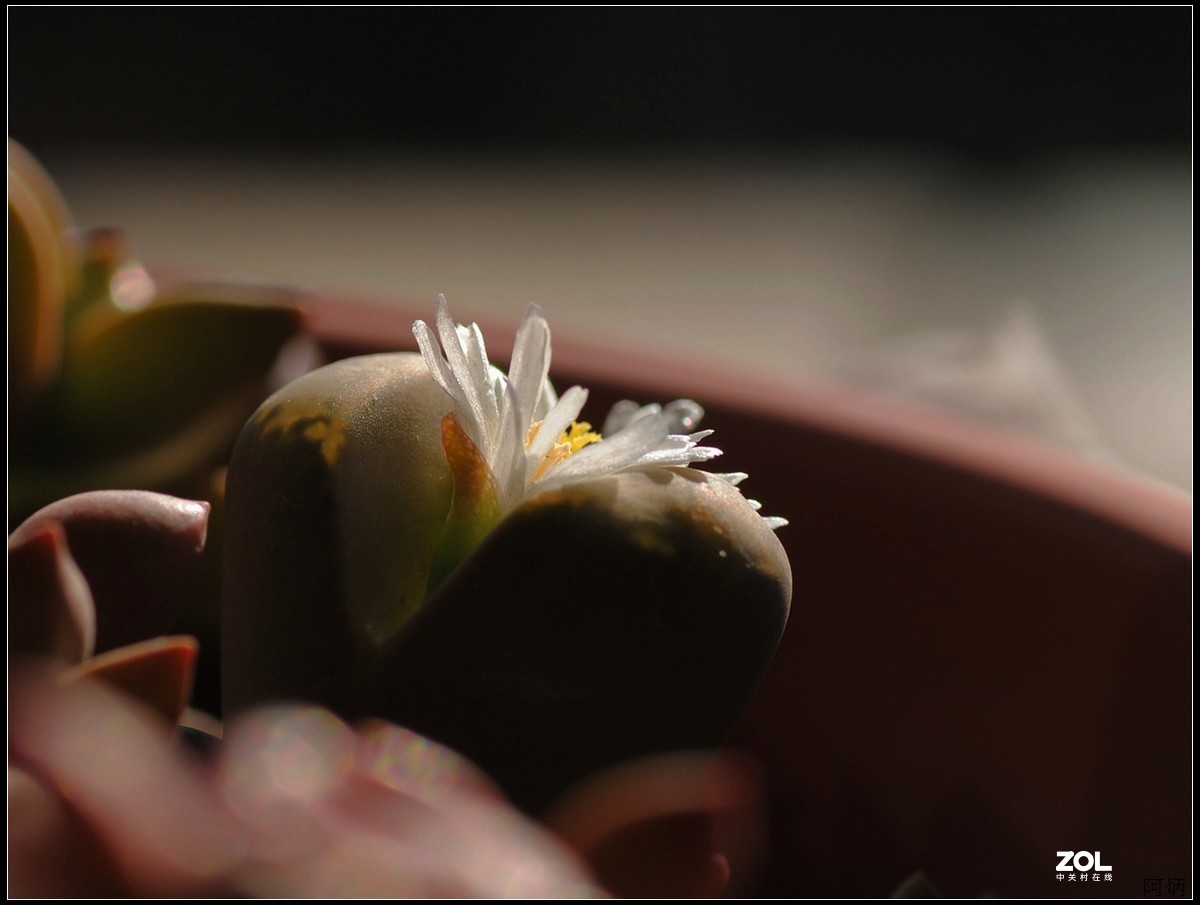 花卉练习（生石花）