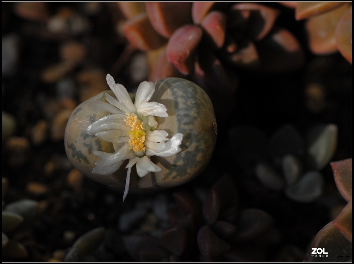 花卉练习（生石花）