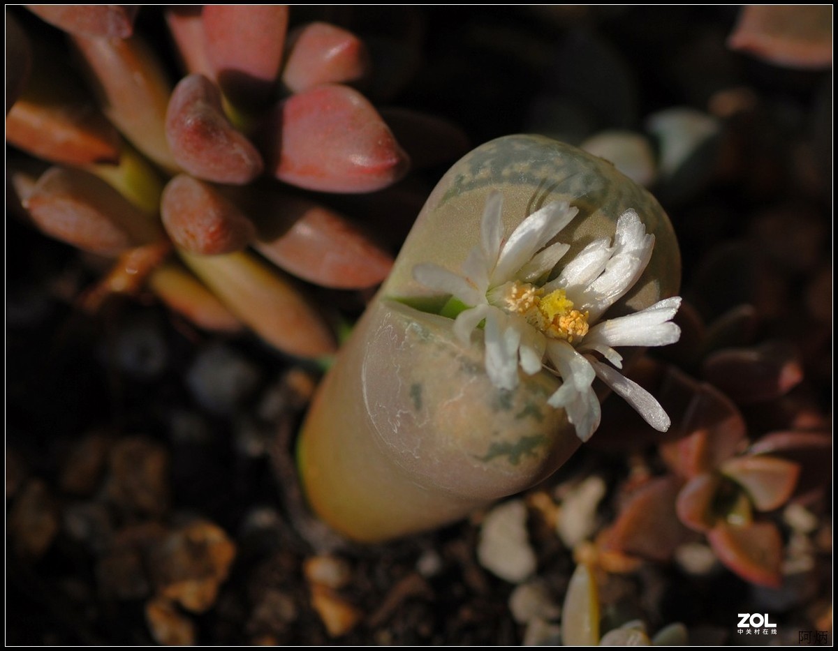 花卉练习（生石花）