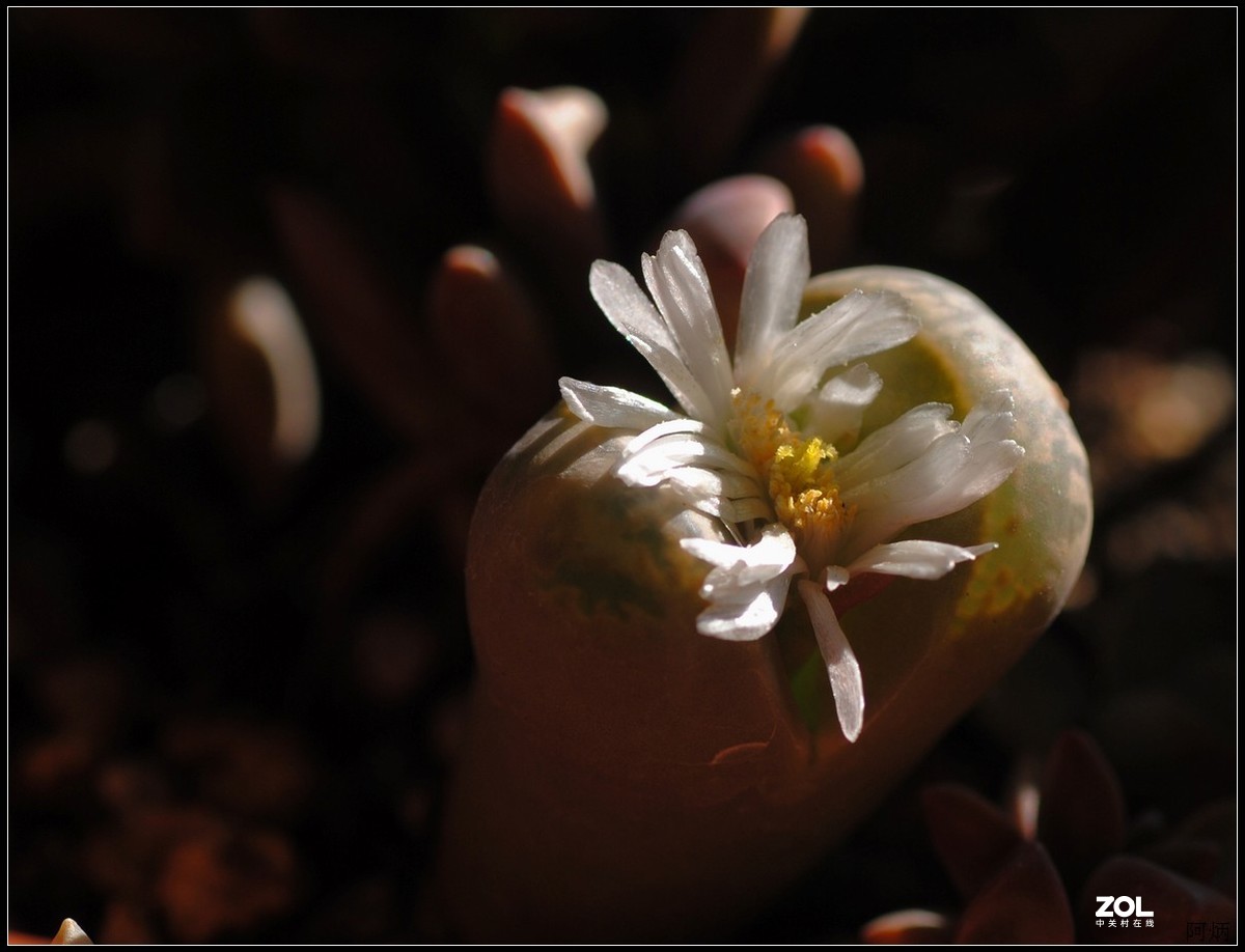 花卉练习（生石花）