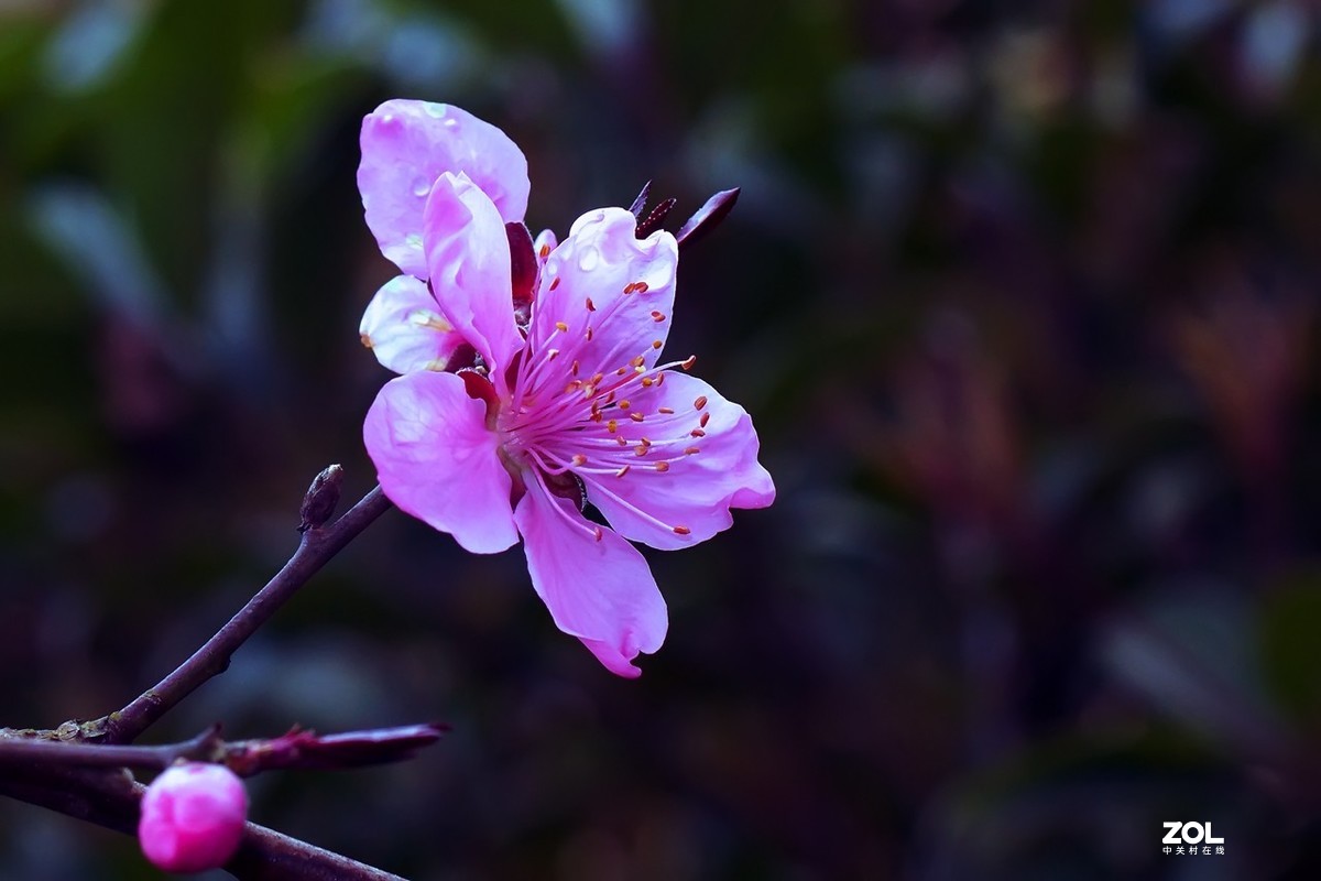 2021_拍花的季节4