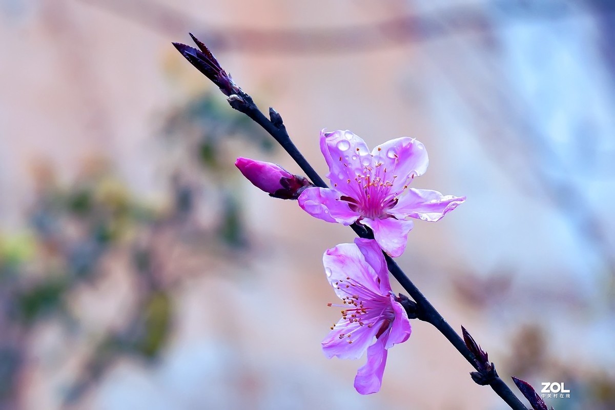 2021_拍花的季节4