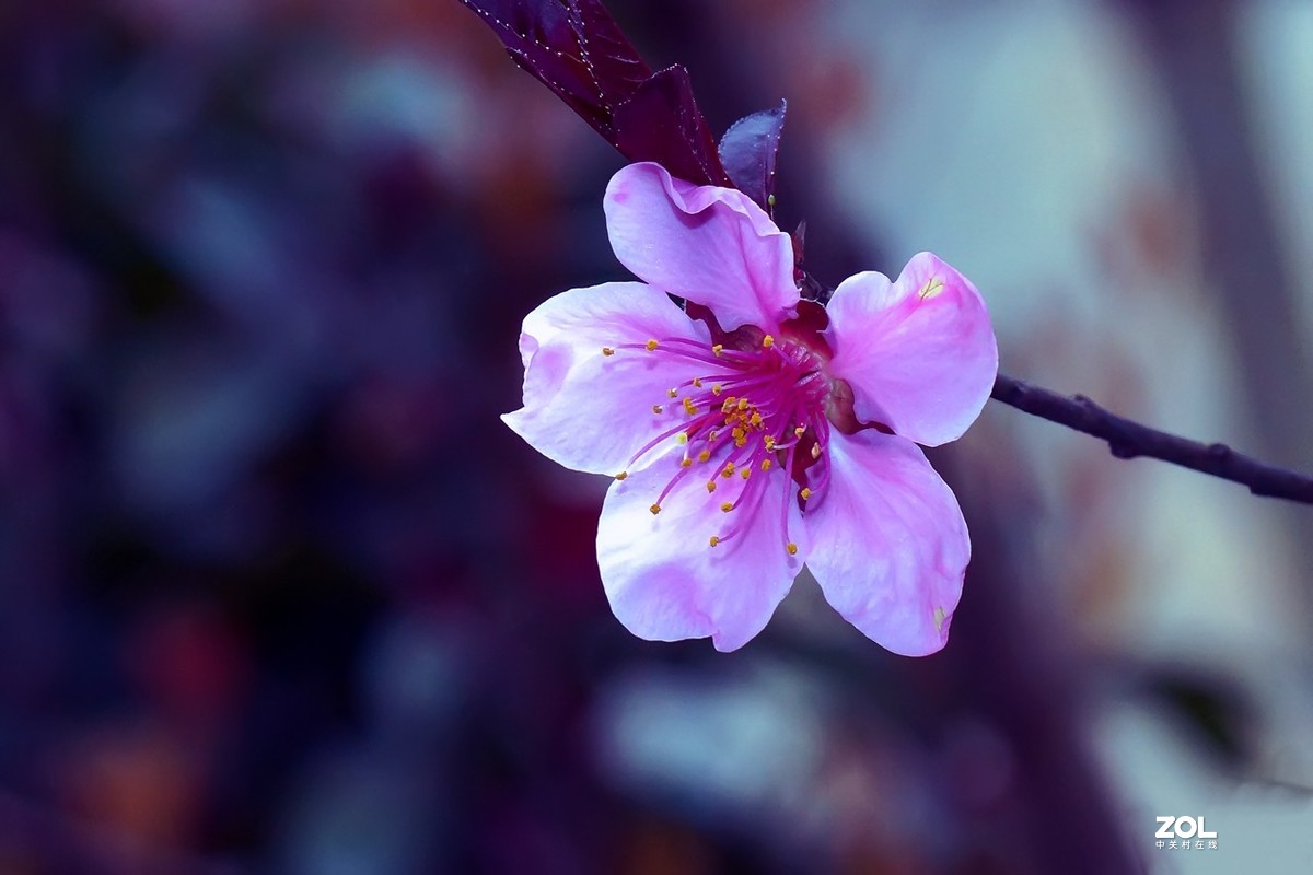 2021_拍花的季节4