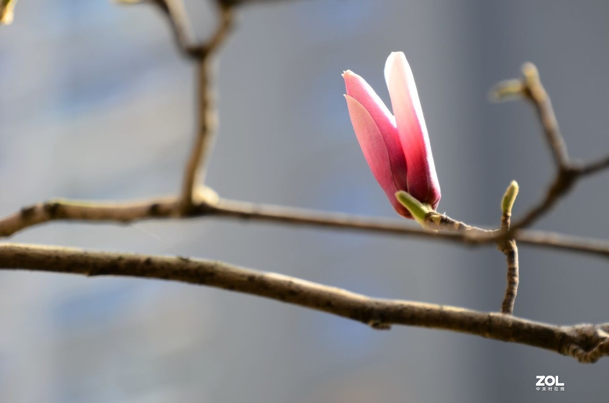 花卉系列【2207】