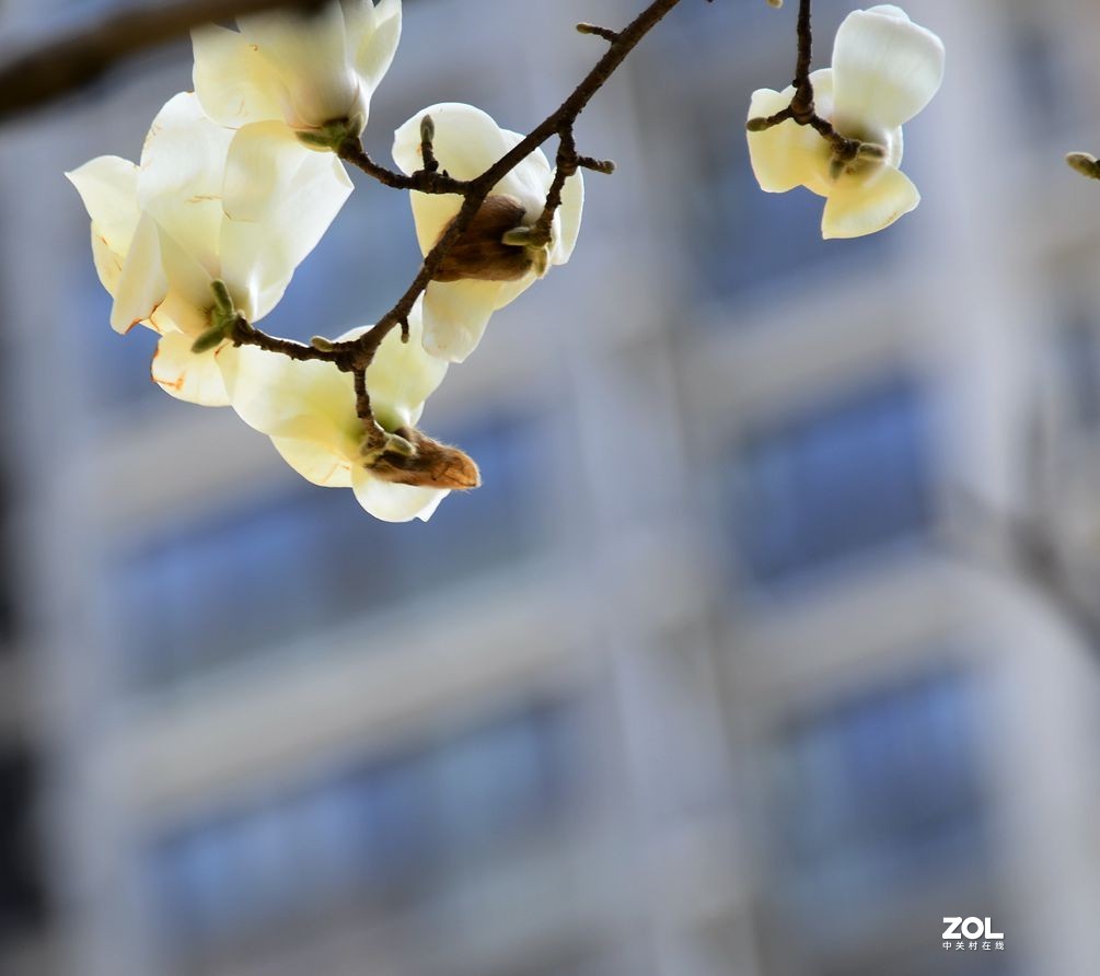 花卉系列【2207】