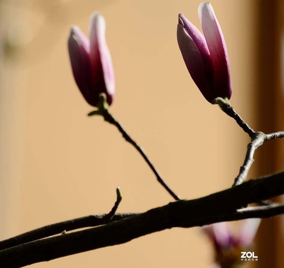 花卉系列【2207】