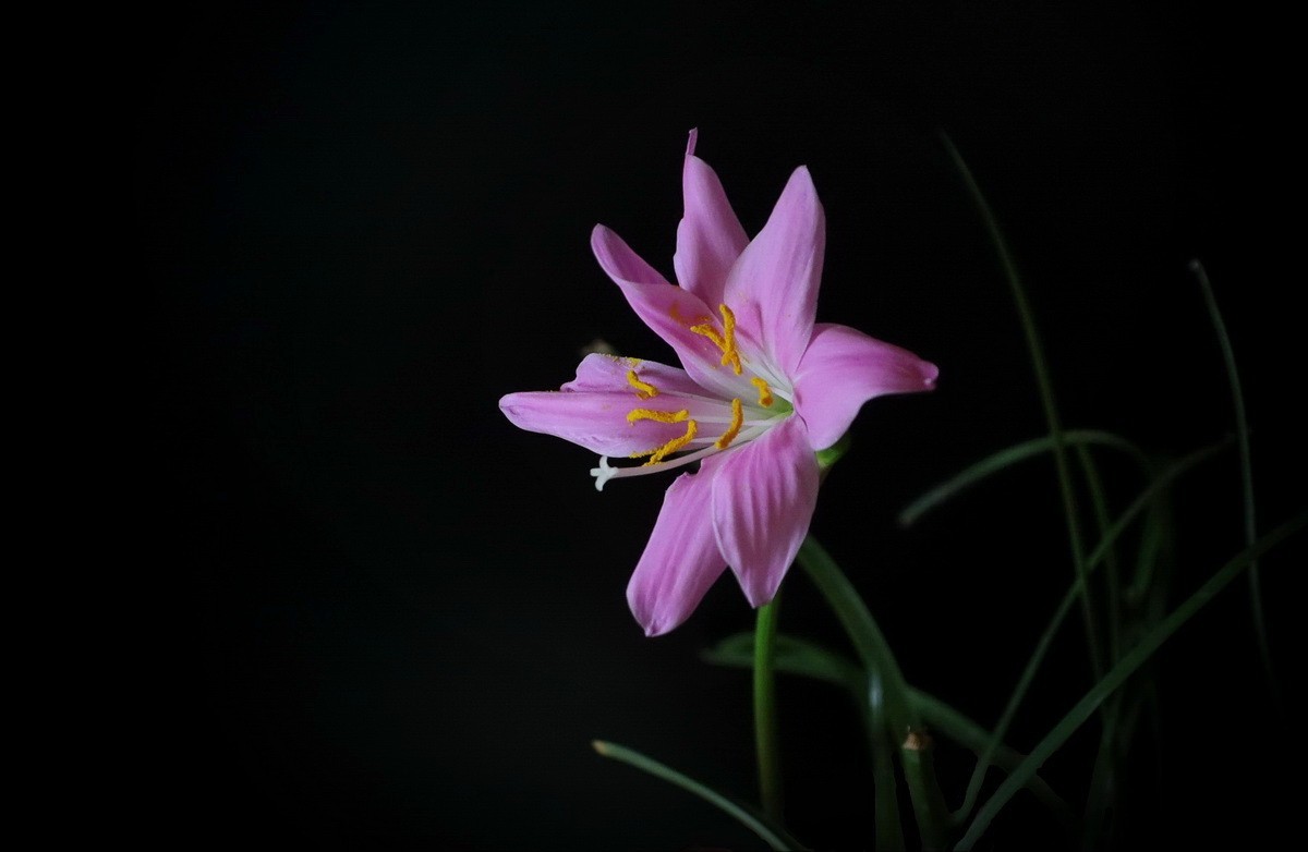 兰草花又开