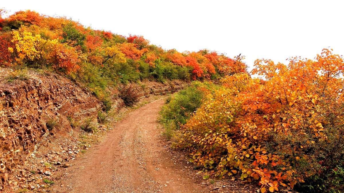 坡头红叶正当时