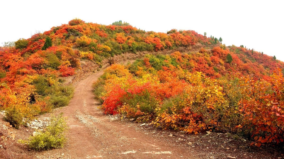 坡头红叶正当时