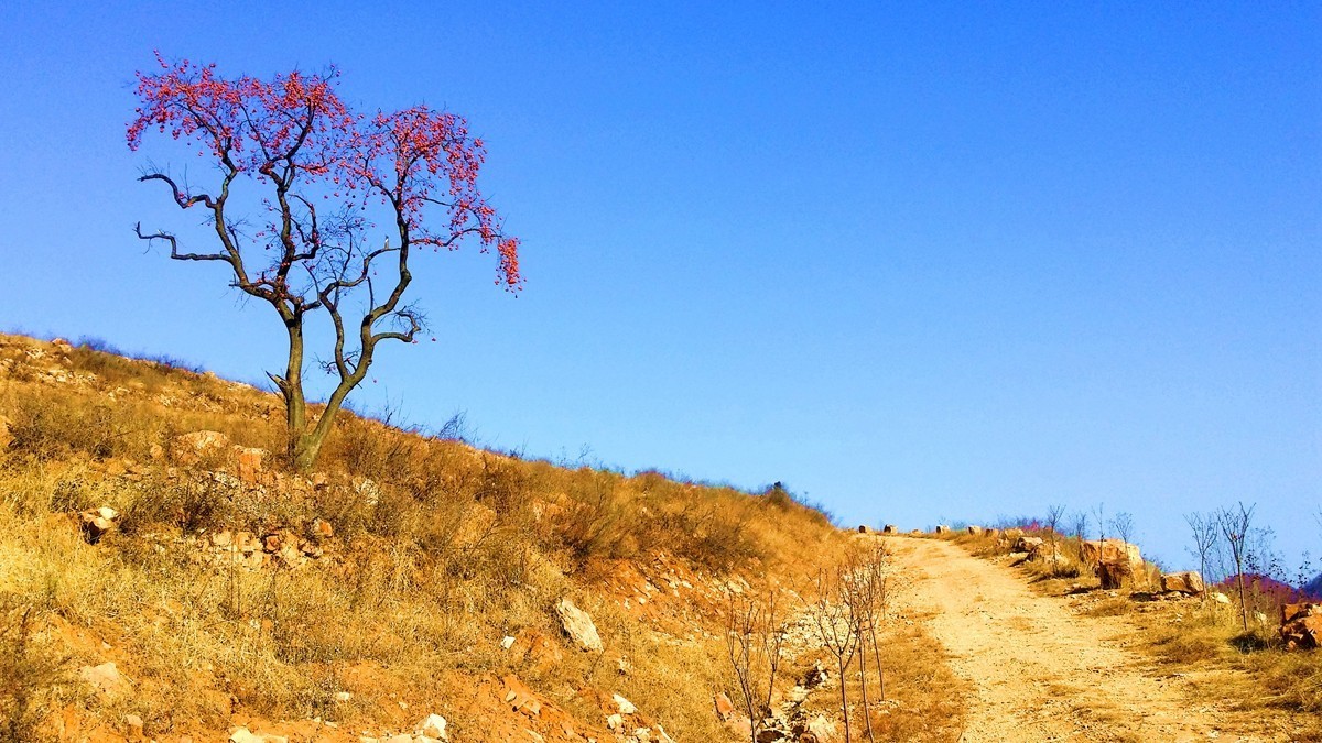 坡头红叶正当时
