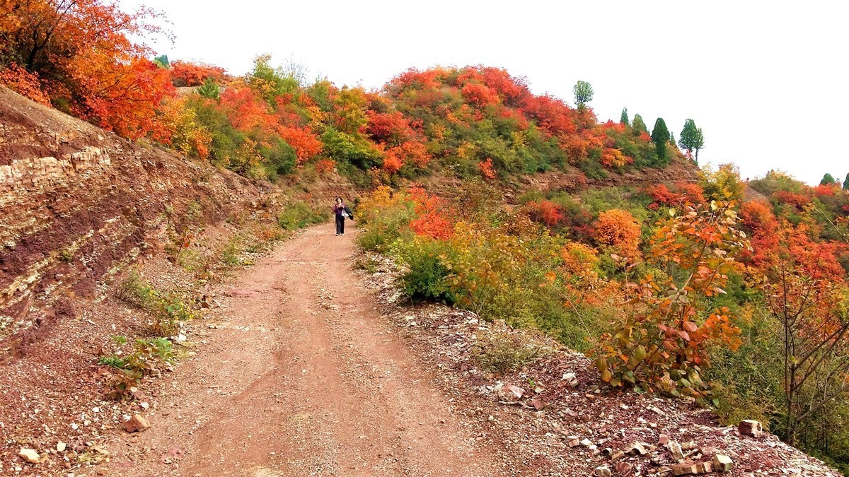 坡头红叶正当时