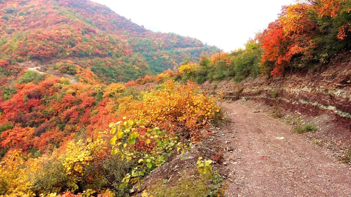 坡头红叶正当时