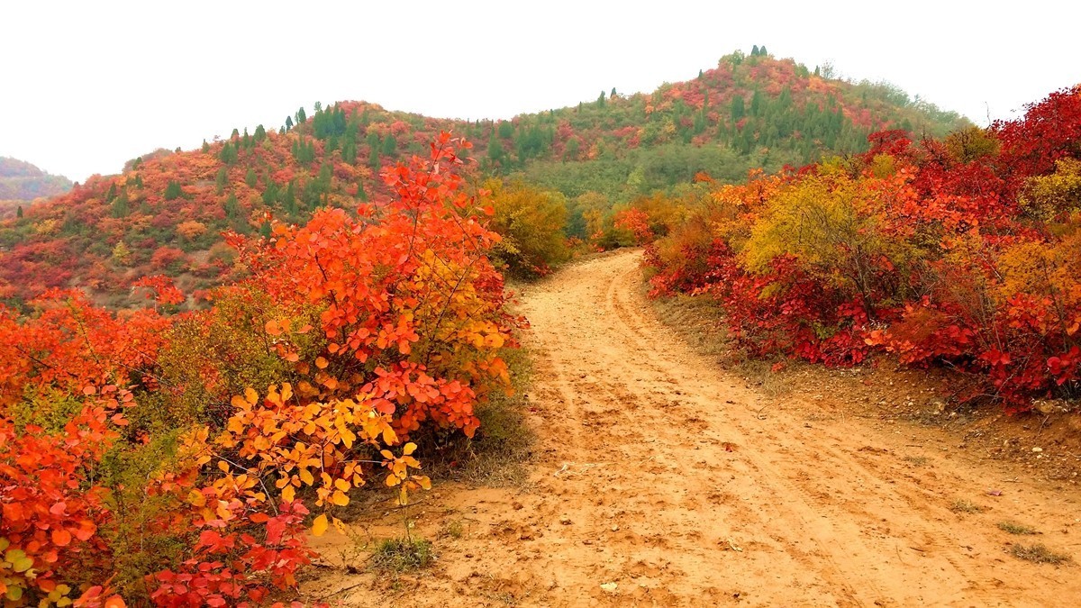 坡头红叶正当时