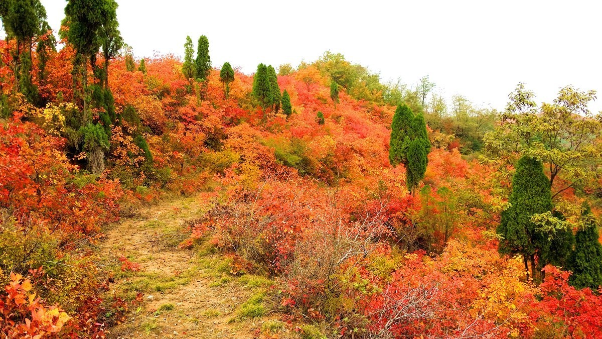 坡头红叶正当时