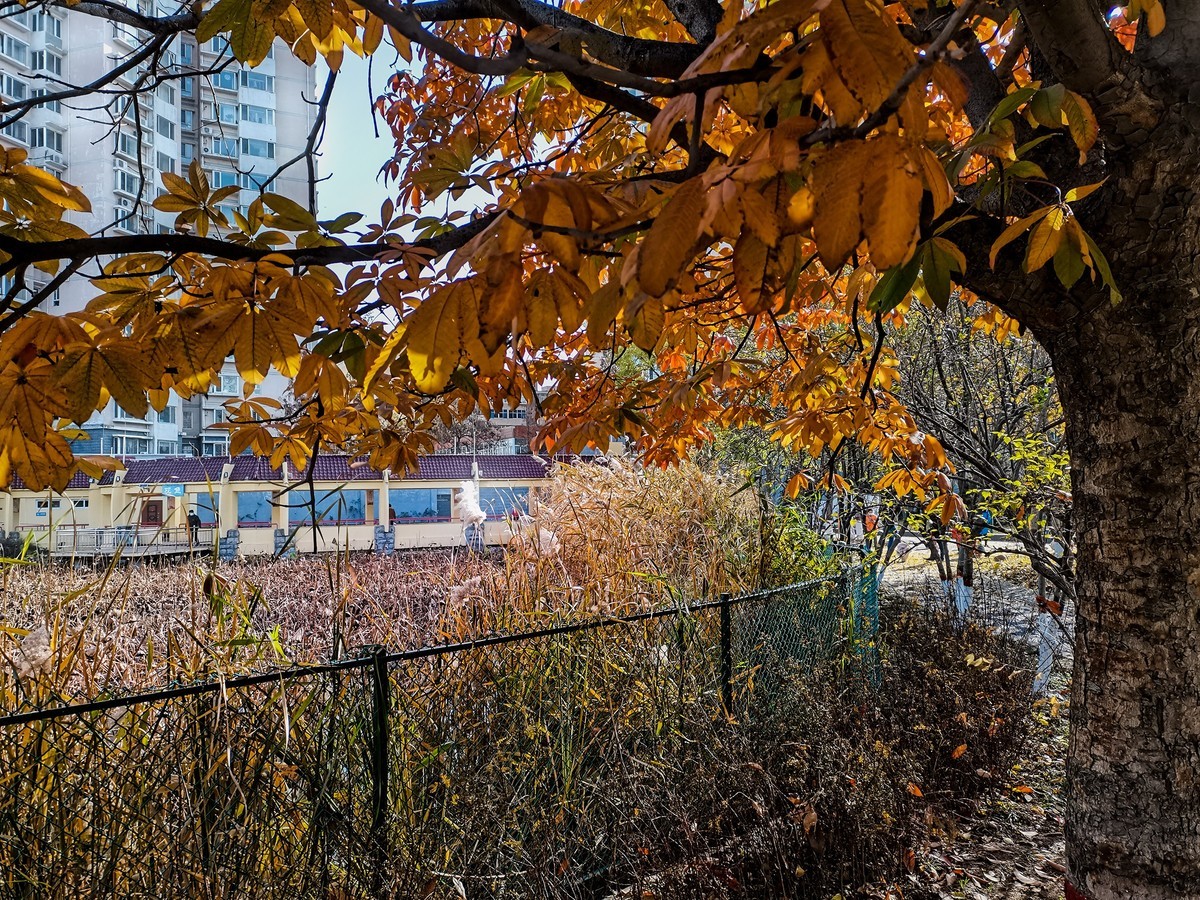 秋色斑斓（二）