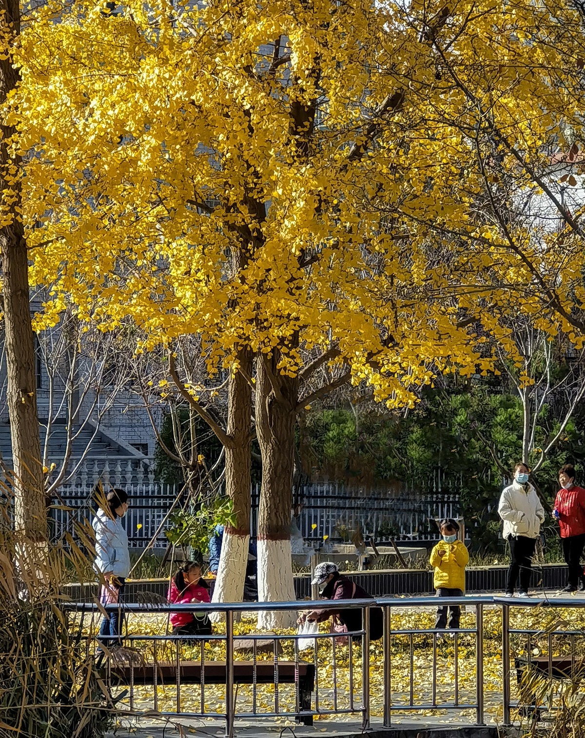 秋色斑斓（二）