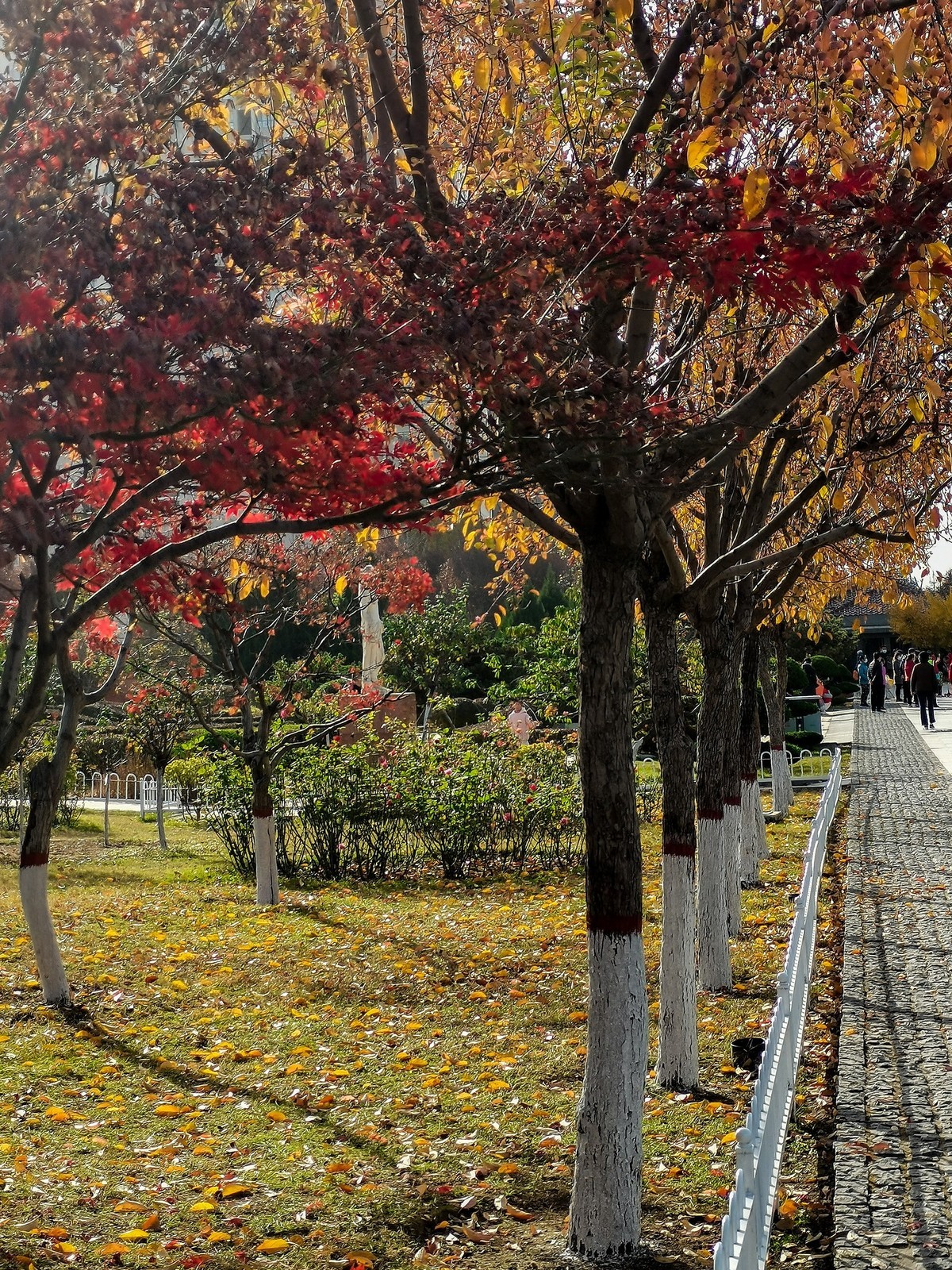 秋色斑斓（二）