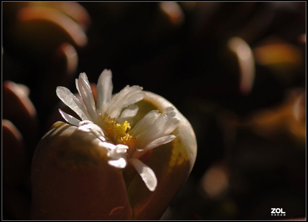 花卉练习（生石花）