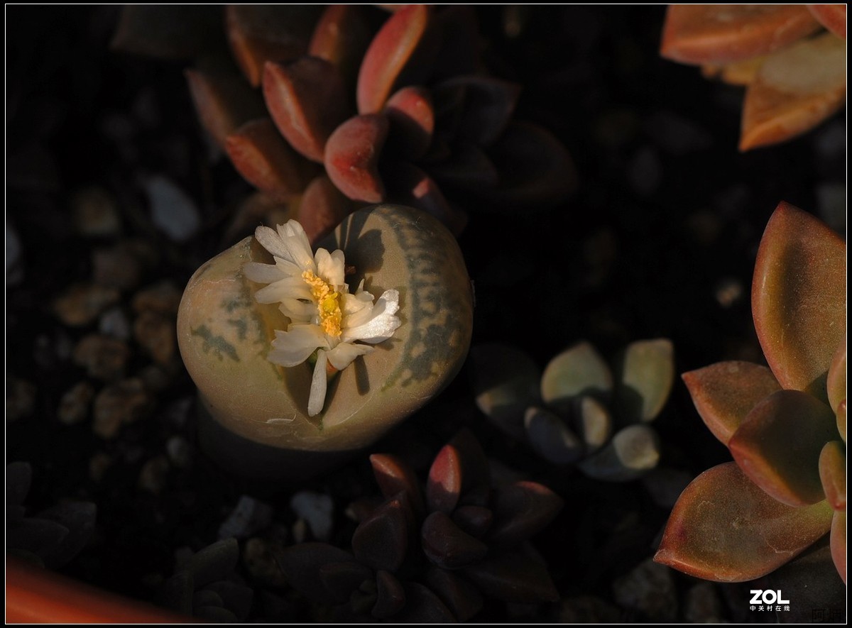 花卉练习（生石花）
