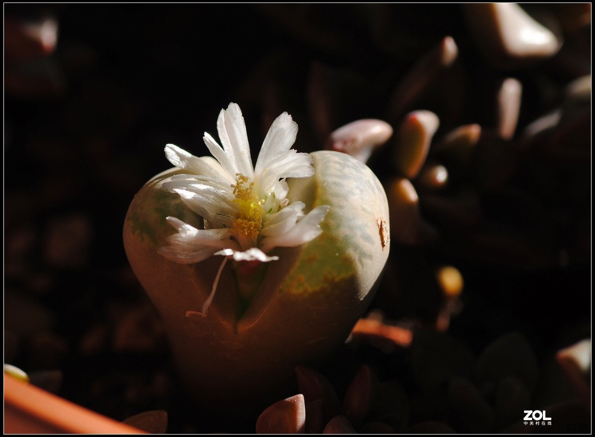 花卉练习（生石花）