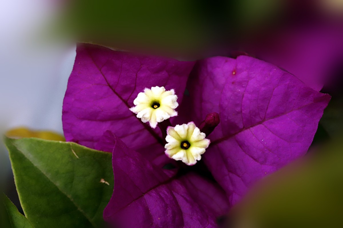 不畏严寒紫色梅