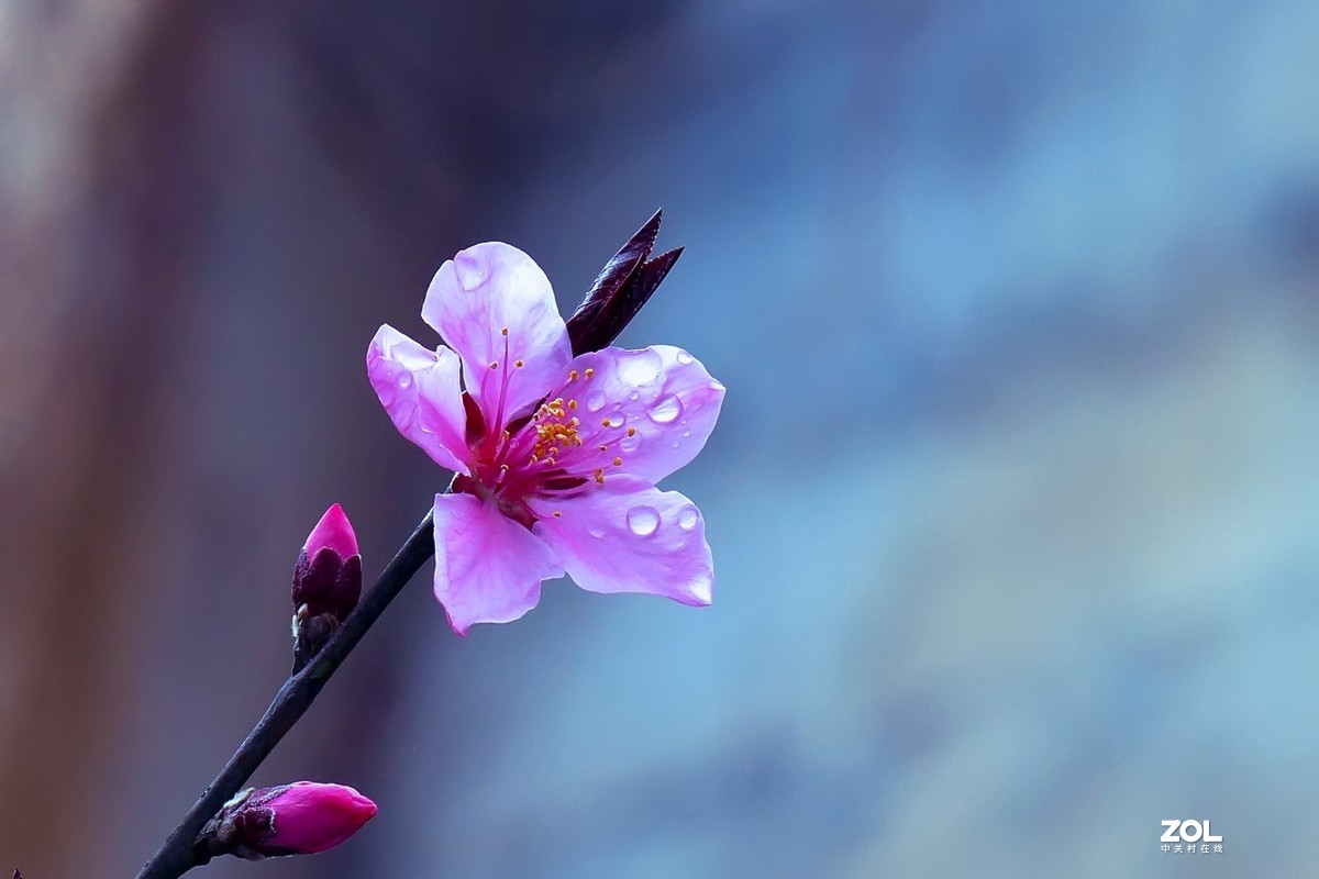 2021_拍花的季节4