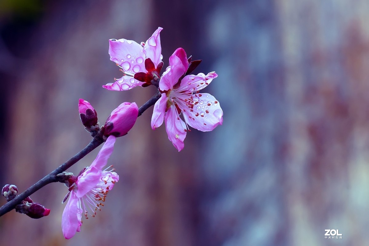 2021_拍花的季节4