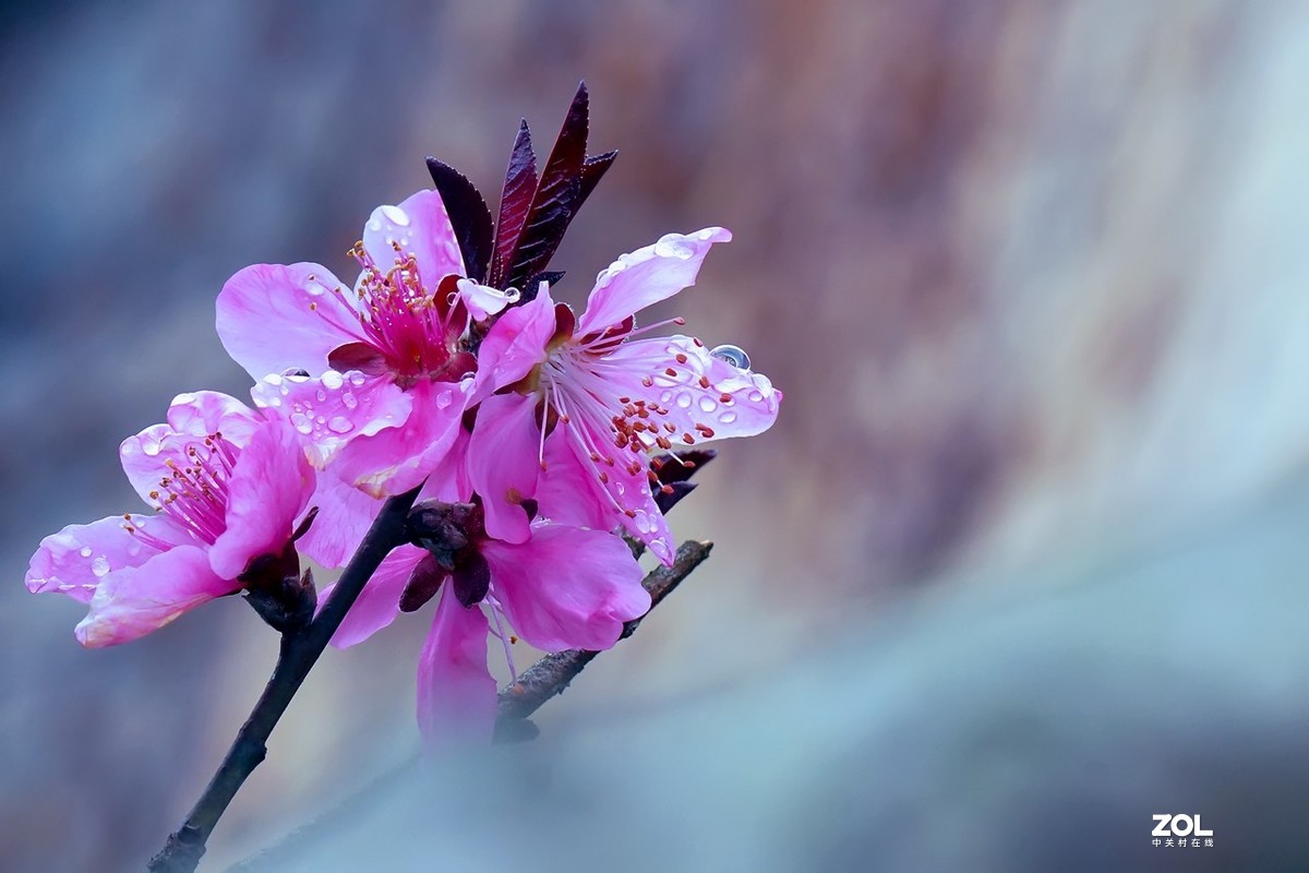 2021_拍花的季节4