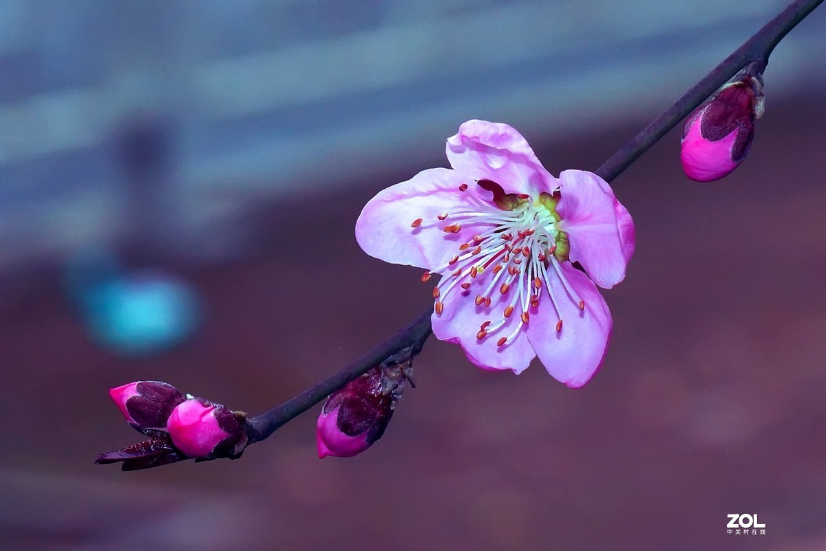 2021_拍花的季节4