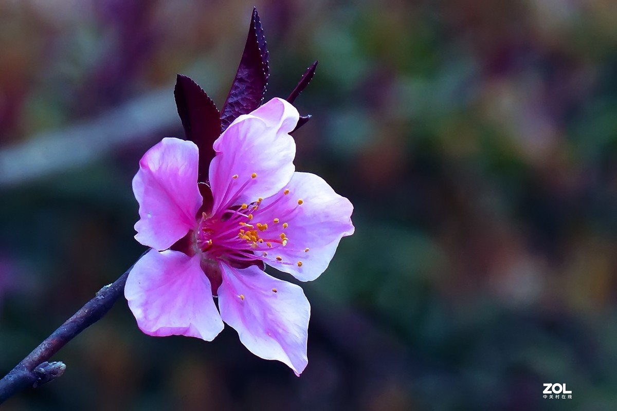 2021_拍花的季节4