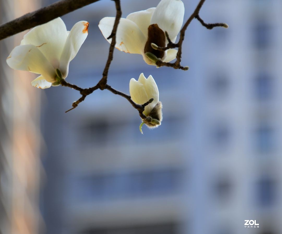 花卉系列【2207】