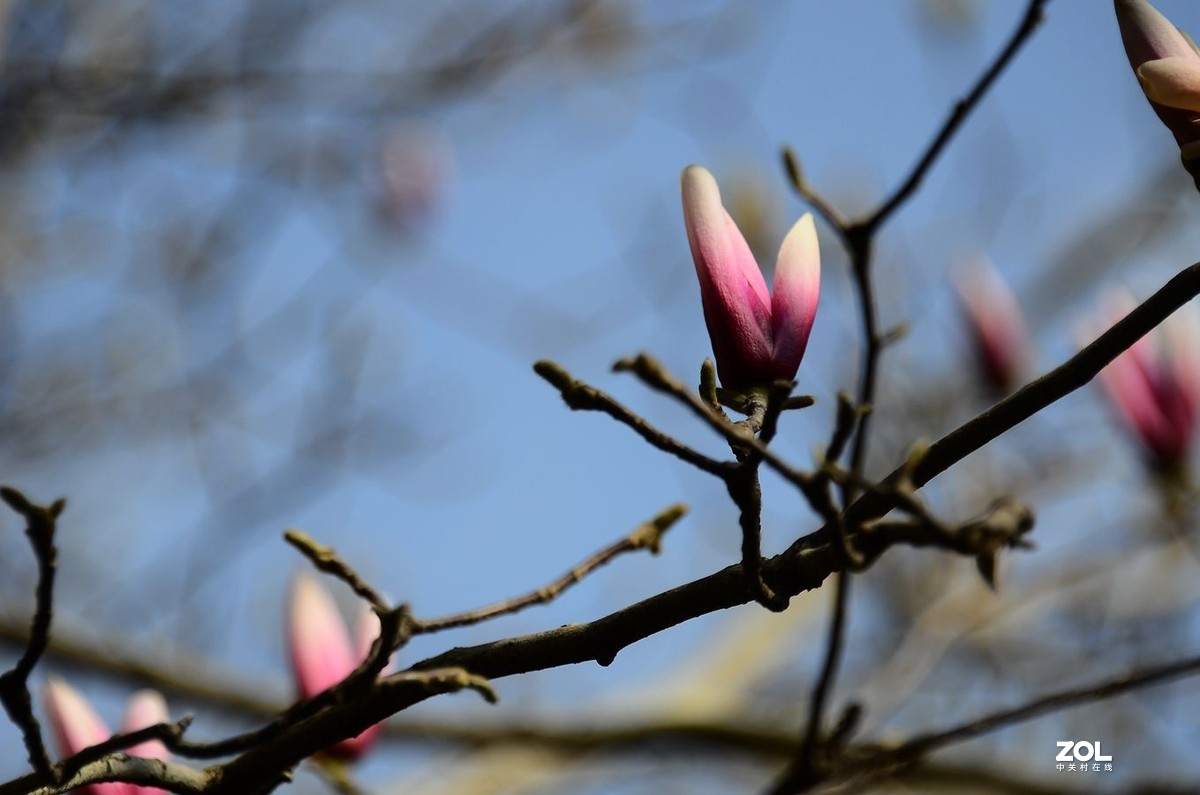 花卉系列【2207】