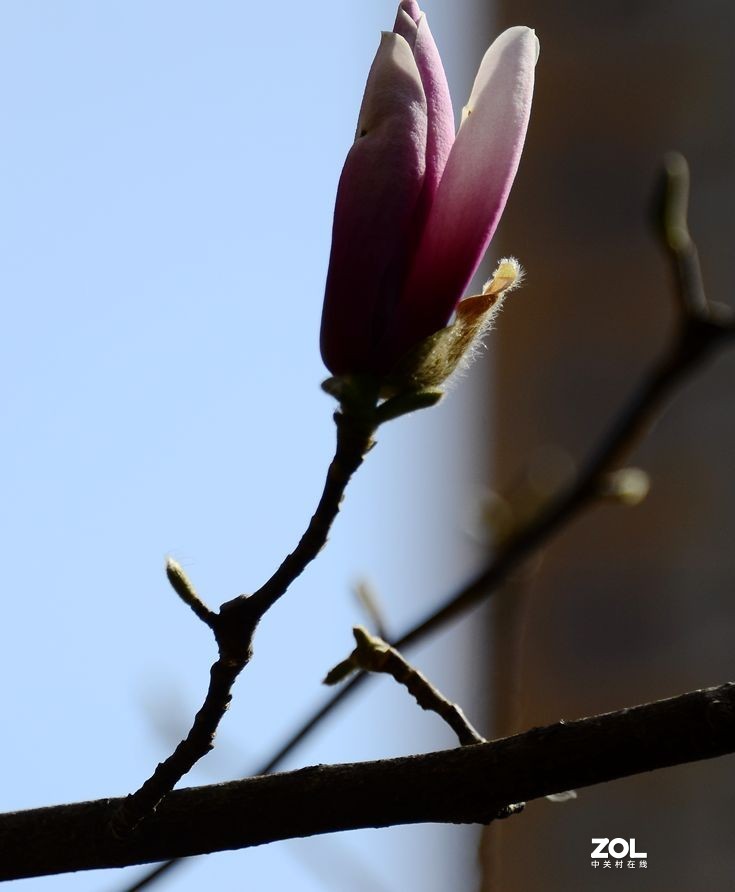 花卉系列【2207】