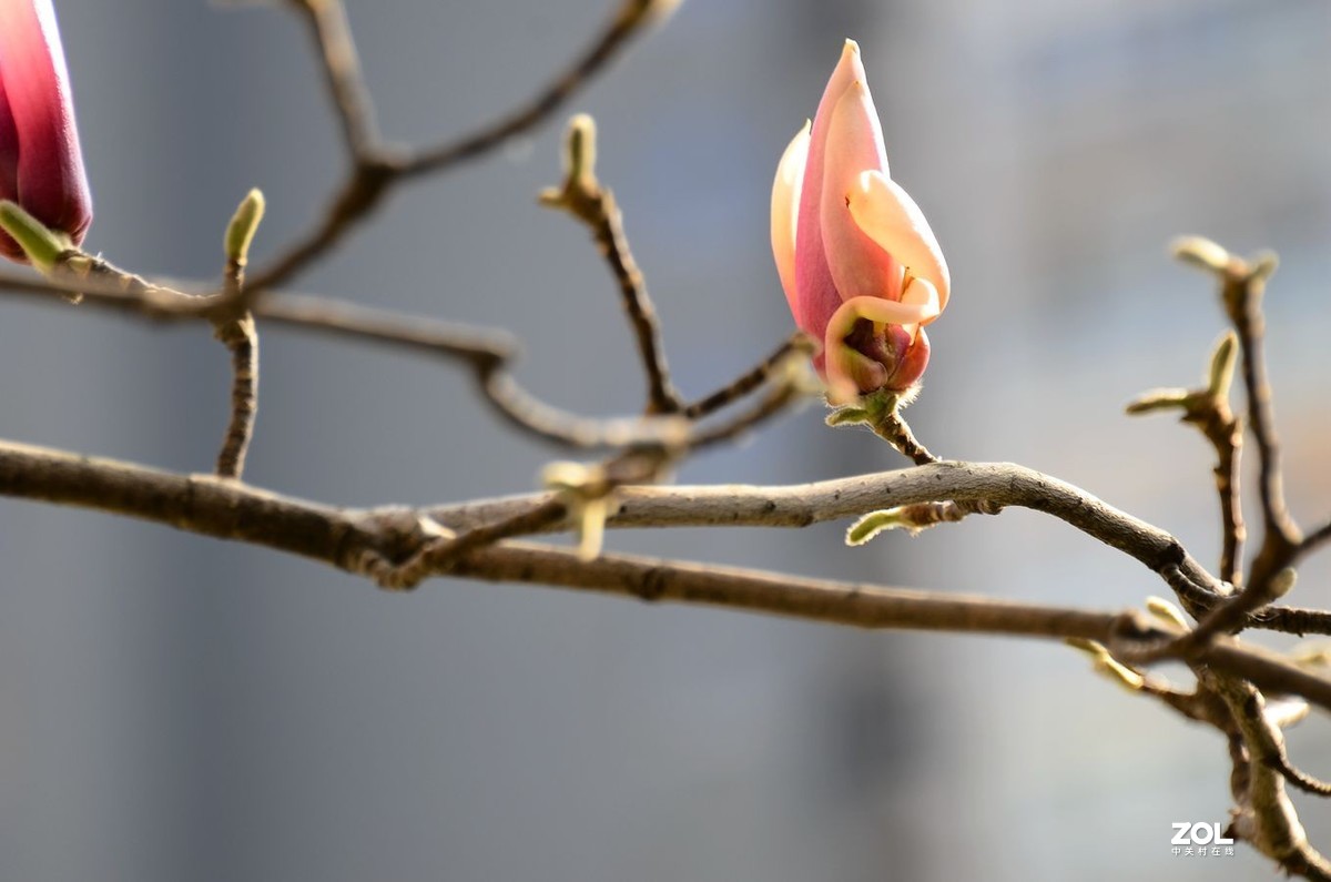 花卉系列【2207】