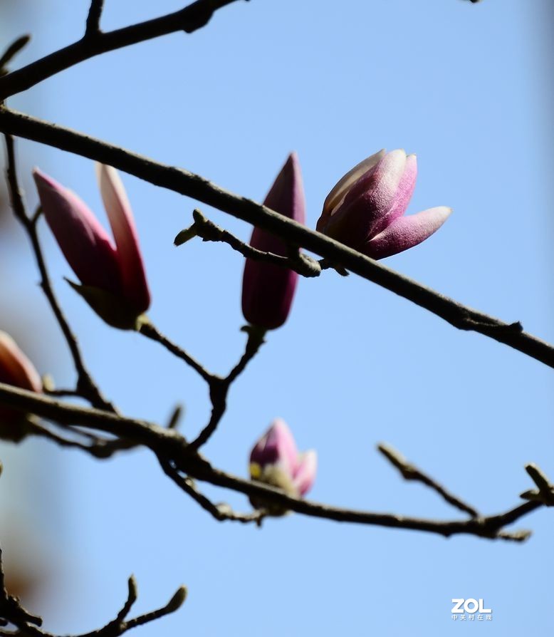 花卉系列【2207】