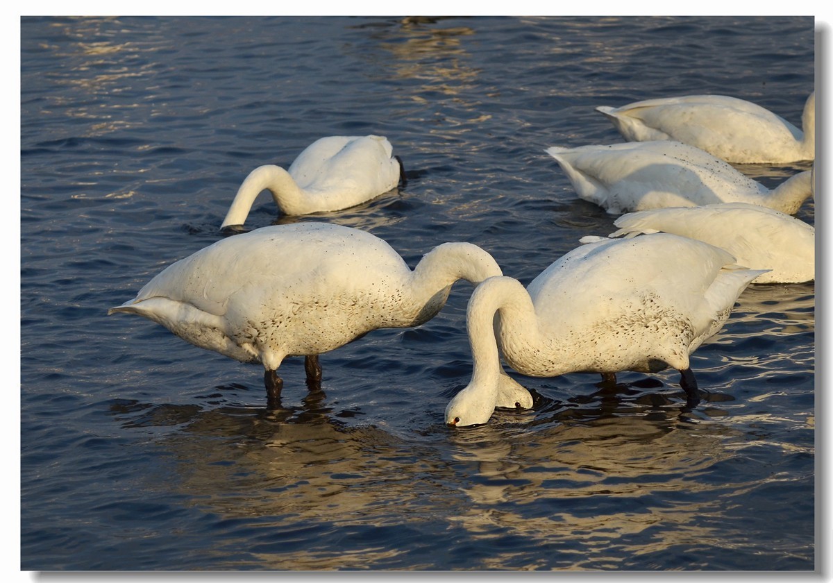 荣成大天鹅（四）