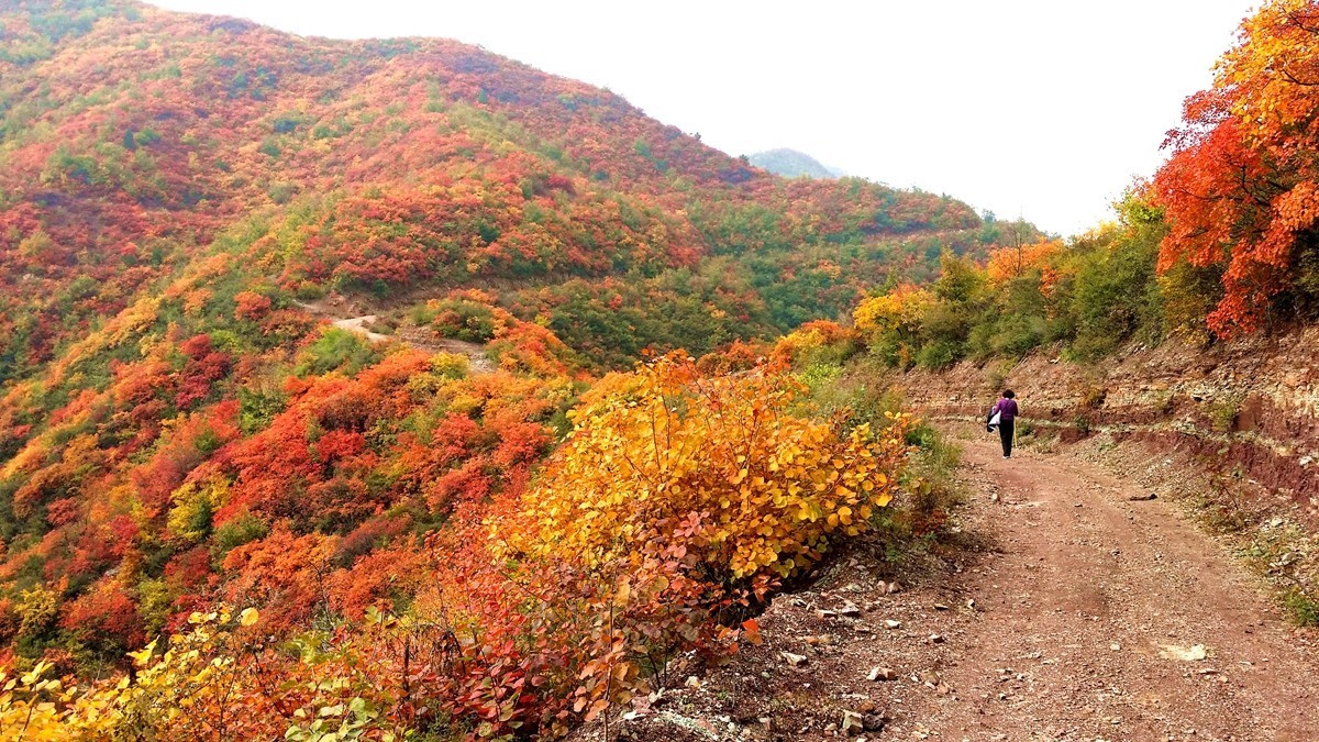 坡头红叶正当时