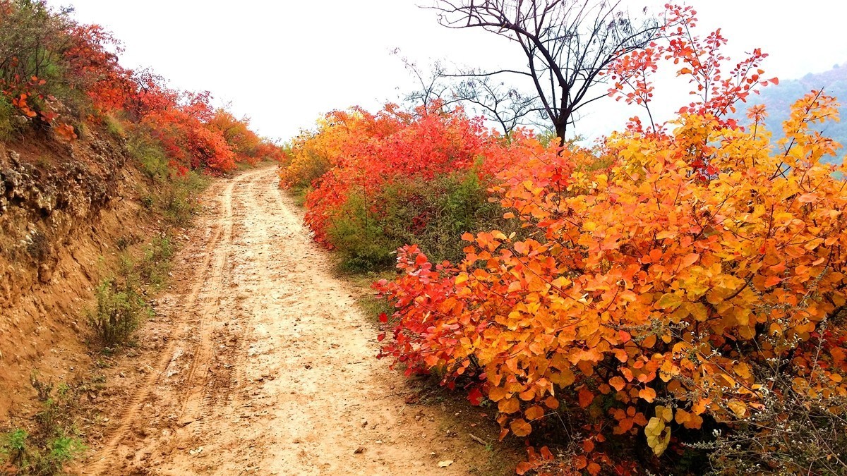 坡头红叶正当时