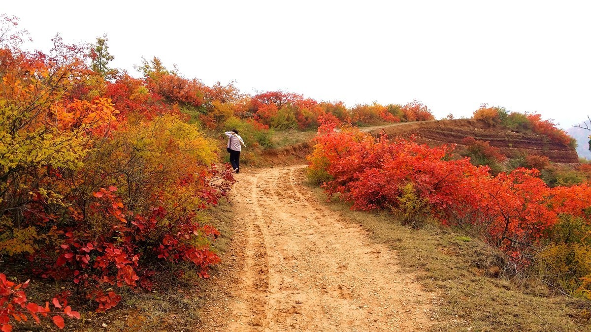 坡头红叶正当时