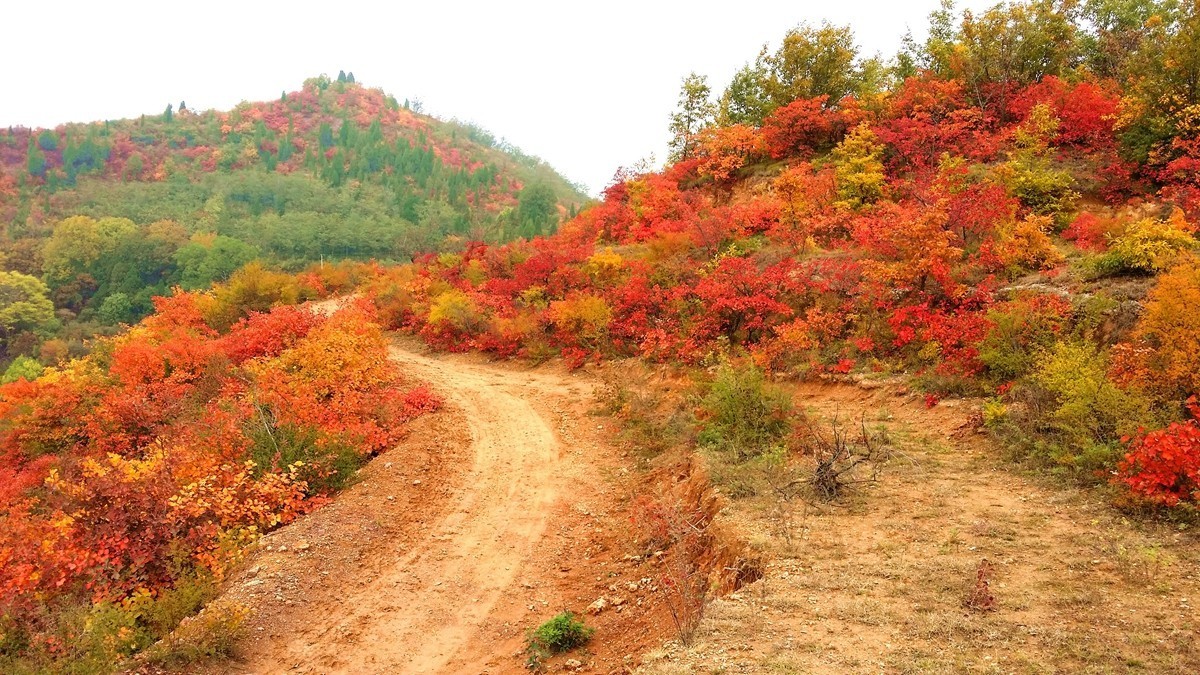 坡头红叶正当时