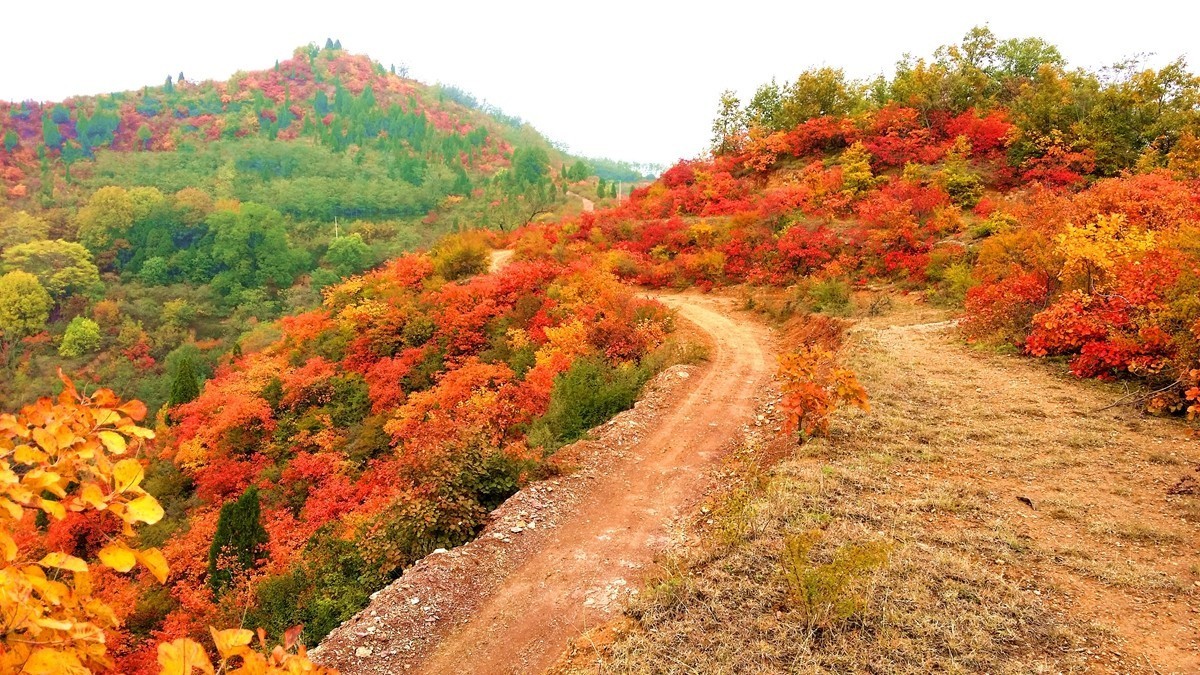 坡头红叶正当时